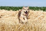 CHIEN FINNOIS DE LAPONIE 521